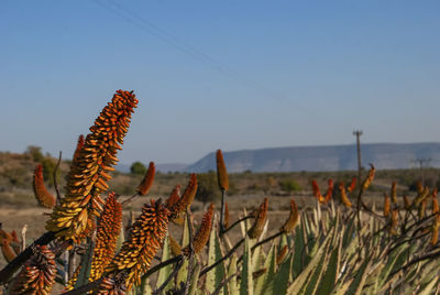 Close-up of plants growing on field against sky