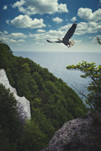 Bird flying over a lake