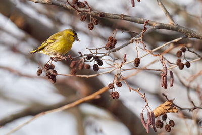 Close-up of bird perching on branch