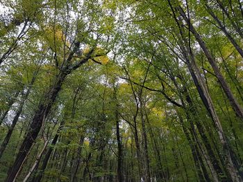 Low angle view of bamboo trees in forest