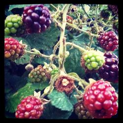 Close-up of red berries