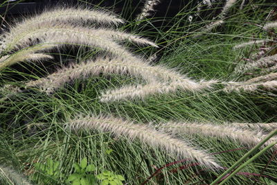 High angle view of crops on field