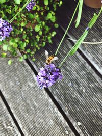 Bee pollinating on purple flower