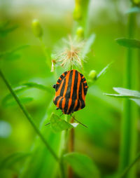 Close-up of butterfly pollinating flower