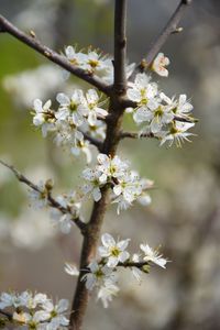 Close-up of white cherry blossom tree