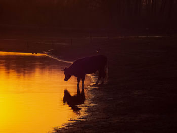 Dog drinking water in a lake