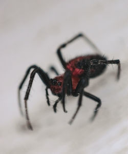 Close-up of spider