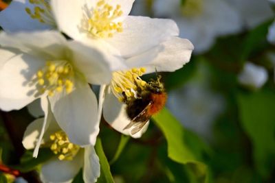 Close-up of bee pollinating on white flower