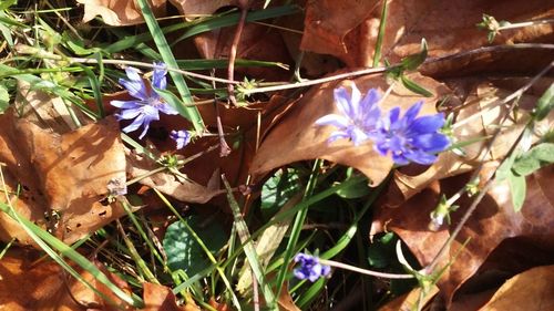 Close-up of purple flower plants