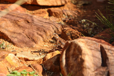 Ring tailed dragon, perfect camouflage, kings canyon, watarrka national park