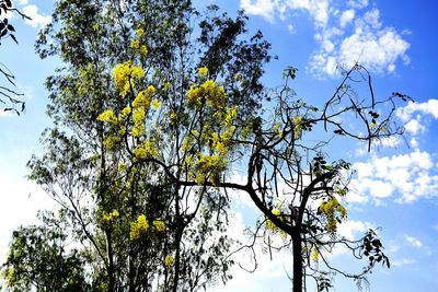 Low angle view of trees against blue sky