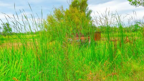 Scenic view of grassy field against sky