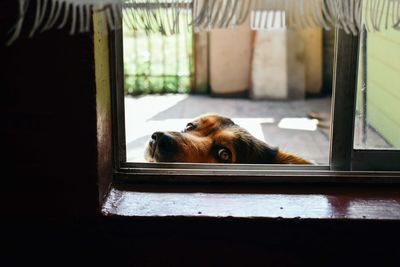 Portrait of dog resting on window