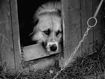 Close-up portrait of dog by fence