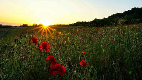Red poppies on field against sky during sunset