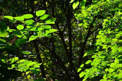 Plants growing on tree