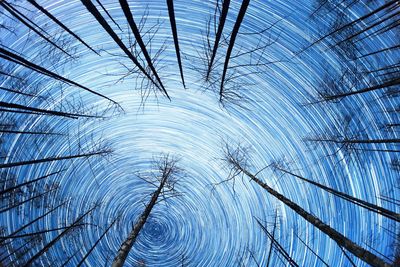 Directly below shot of star trails and silhouette bare trees