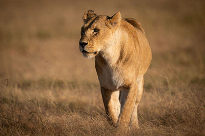 Lioness walking on grassy field