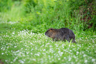 Nutria, coypu herbivorous, semiaquatic rodent member of the family myocastoridae, river rat