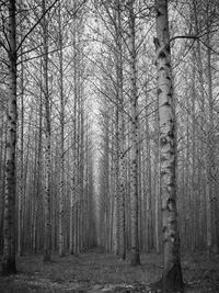 Bare trees in forest