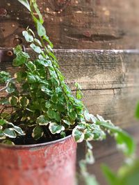 Close-up of potted plant