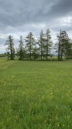 Trees on field against sky