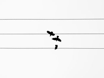 Low angle view of silhouette birds flying against clear sky