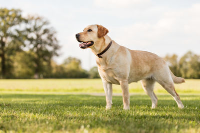 Side view of dog looking away on field