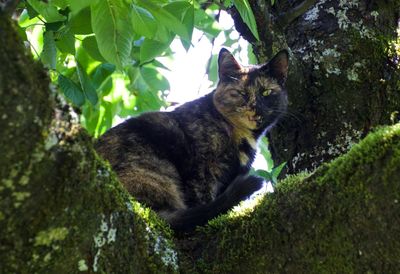 Cat sitting on tree