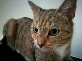 Close-up portrait of tabby
