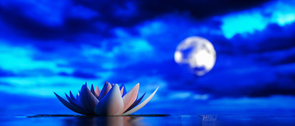 Close-up of purple flower floating on water against blue sky