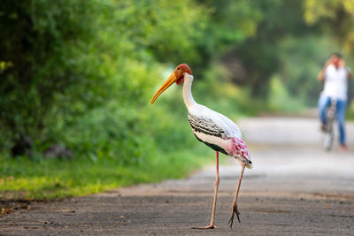 Bird perching on a road