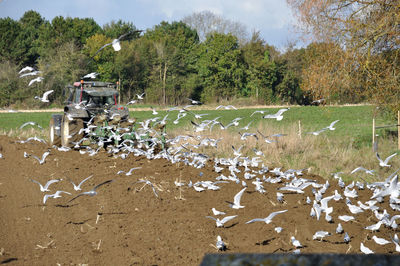 Plow tractor surrounded by seagulls