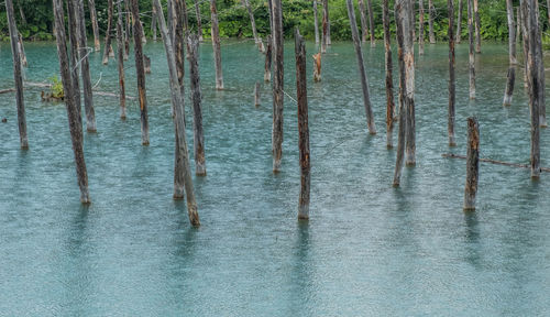 Reflection of trees in water