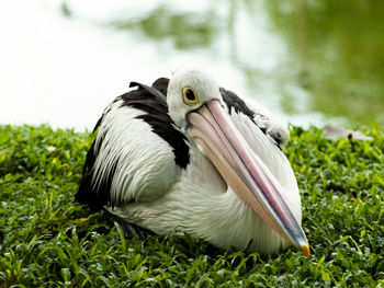 Picture of pelicans, a genus of large water birds that make up the family pelecanidae.