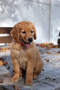 Portrait of puppy sitting