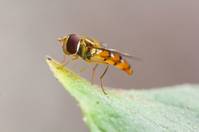 Close-up of insect on leaf
