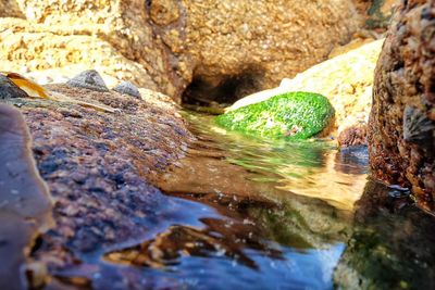 Close-up of crocodile in water