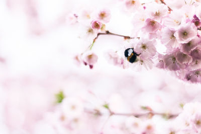 Cherry blossoms in spring