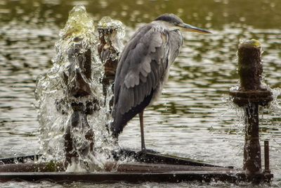 Close-up of bird perching on wooden post