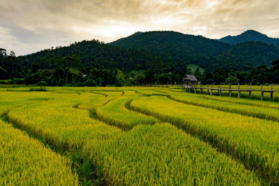 Scenic view of agricultural field against sky