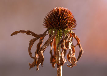 Close-up of wilted flower