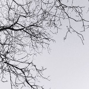 Low angle view of bare trees