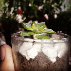 Close-up of hand holding drink
