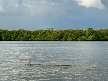 View of a swimming in the sea