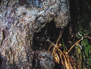 Close-up of mushroom growing on tree trunk