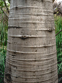 Close-up of tree trunk