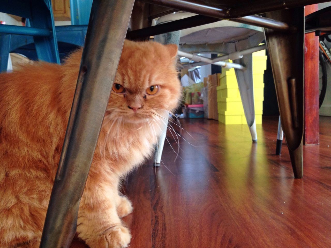 CAT LYING ON FLOOR