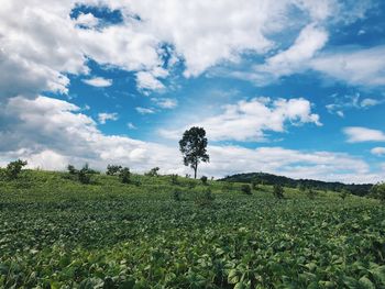 Plants on field against sky