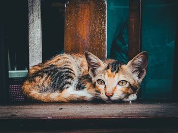 Close-up portrait of cat